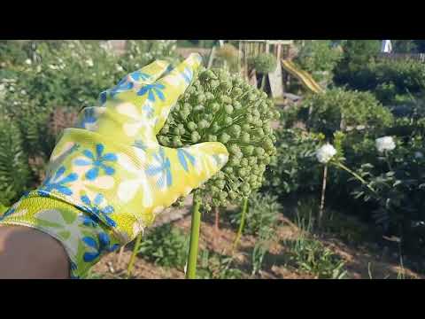 Видео: ДЕКОРАТИВНЫЙ ЛУК В МОЕМ САДУ! ЧАСТЬ1. (Globemaster, Ambassador, Mount Everest).