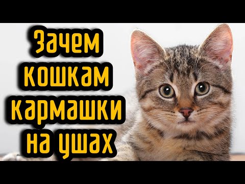 Видео: Зачем кошкам кармашки на ушах