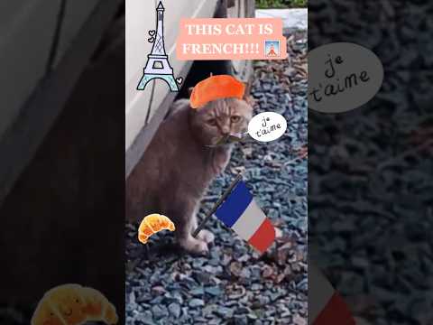 Видео: французский кот!! #кот #смешной