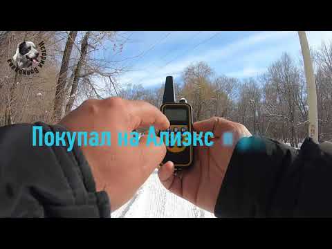 Видео: Что делать если собака не слушается команды. Электроошейник для собак.