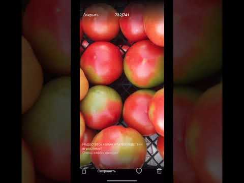 Видео: Не дал калий - получи зеленые пятна?