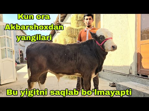 Видео: AKBARSHOHDAN yangidan yangi videolar bo'g'ozlar yanada yengilladi 22 октября 2025 г.