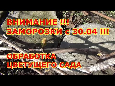 Видео: ВНИМАНИЕ !!! ЗАМОРОЗКИ с 30 04 !!! и ОБРАБОТКА ЦВЕТУЩЕГО САДА на Первомай