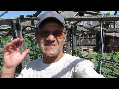 Видео: Огурец Ягуар как растет в разных условиях.