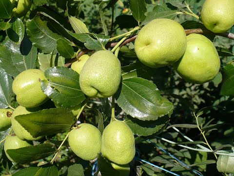 Видео: зизифус ВИДЫ на УРОЖАЙ обзор 8 сортов! Ziziphus harvest !!!