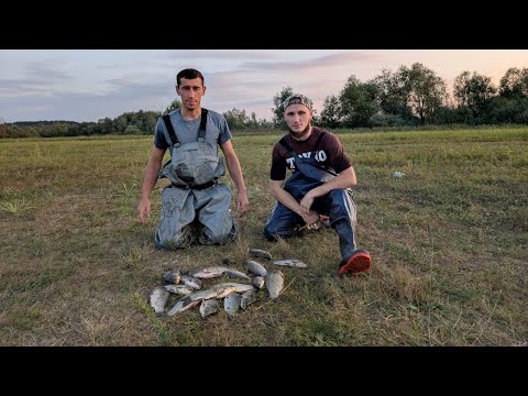 Видео: За карасями в дикі болота! Мулу по коліна, ми ледь вилізли. Ловимо руками прямо з дна!!!