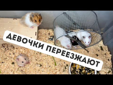 Видео: Пересадка хомячков: девочки переезжают в большой контейнер! 🏡🐹