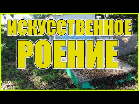 Видео: Искусственное роение пчел! Отделение пчел от расплода! Перезапуск семьи!