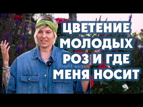 Видео: Цветение роз 9 июля. Большой обзор роз от двух до ноля лет.