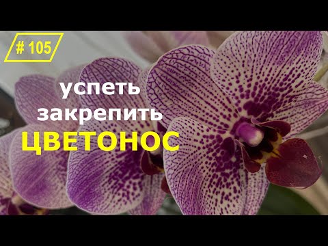 Видео: # 105 Как практично и красиво  cформировать цветонос орхидеи #УходЗаОрхидеями #ЦветоносОрхидеи