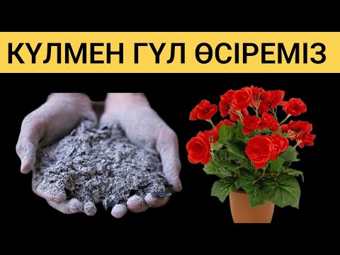 Видео: Күлдің пайдасы. Гүлдер күтімі. Бөлме гүлдеріне тыңайтқыштар. Гүлдер әлемі.