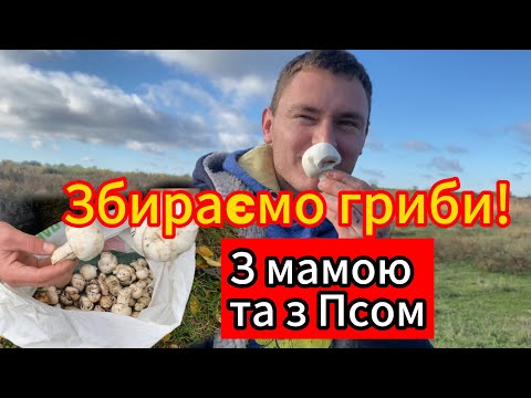 Видео: Пішли по гриби з МамоЮ і Псом — Оце нам пощастило!