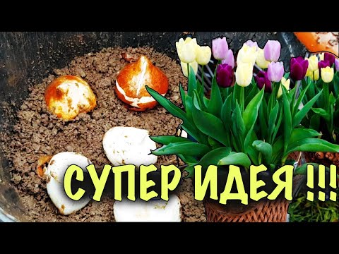 Видео: СУПЕР ИДЕЯ для сада! Посадка ТЮЛЬПАНОВ В КАШПО! МОБИЛЬНО! КРАСИВО! БЕЗ ЗАМОРОЧЕК!