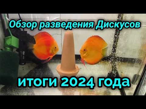 Видео: Обзор разведения дискусов и итоги 2024 года