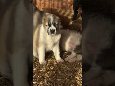 Видео: ПОКУШЕНИЕ НА ЦАРЯ