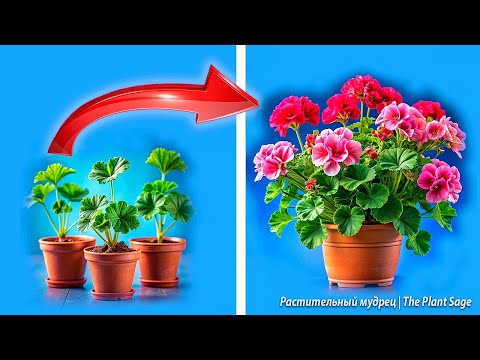 Видео: НЕ ПЕРЕСАЖИВАЙТЕ ГЕРАНЬ, ЕСЛИ НЕ ЗНАЕТЕ ЭТУ ИНФОРМАЦИЮ!