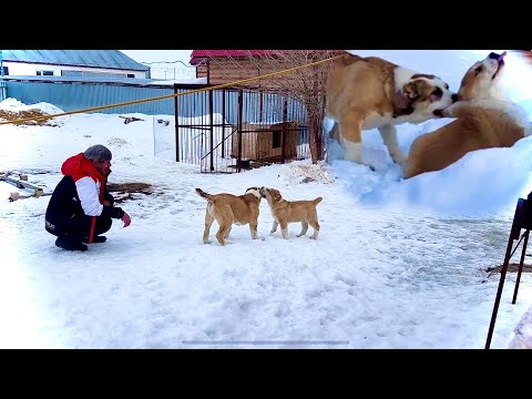 Видео: БАТЯ впервые увидел ЖАКА! Щенок АЛАБАЯ ДИК охотится за задними лапами щенка АЛАБАЯ ЖАКА
