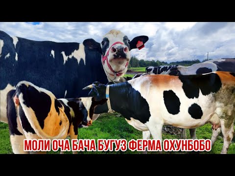 Видео: Молхои шири бугуз ва оча бача ферма Охунбобо 31 октября 2025 г.