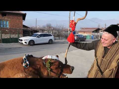 Видео: Косячка махала  кв.Ораново