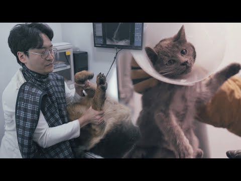 Видео: За кулисами ветбольниц, о которых вы не знали