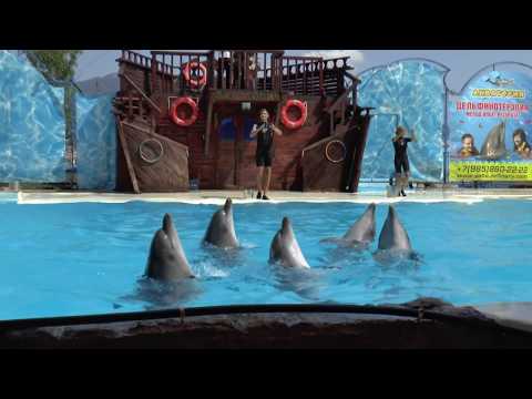 Видео: Дельфинарий Акватория в Ялте