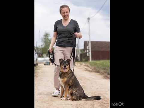 Видео: Дося ищет дом