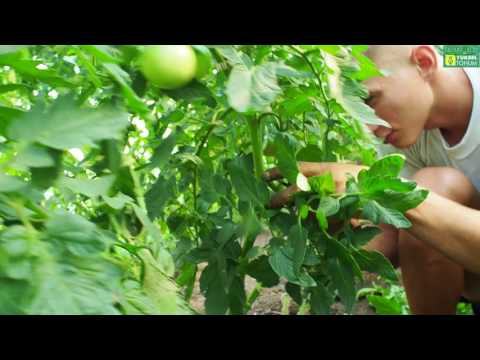 Видео: Черный томат Сашер, Биг Сашер. Промазка стеблей от серой гнили. Обрезка томатных листьев.