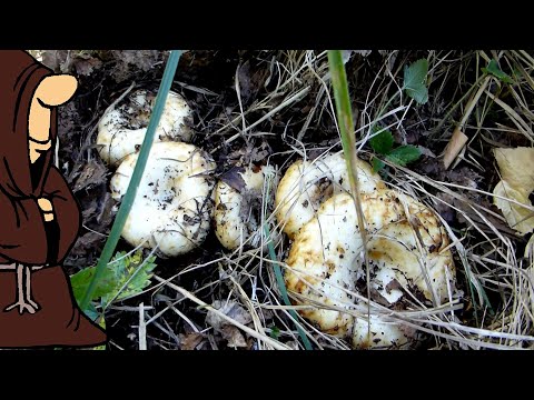 Видео: Какие они красивые! Собираем грибы Грузди , тихая охота в Самарской области / mushrooms