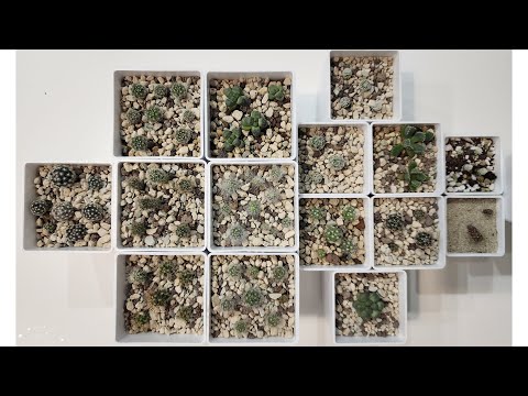 Видео: Пикировка сеянцев кактусов | Сравнения с 1.5-годовалыми растениями | 14.03.24