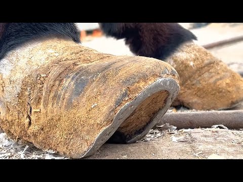 Видео: Ужасное ослиное копыто! Кузнец обнаружил, что копыто обглодали черви!