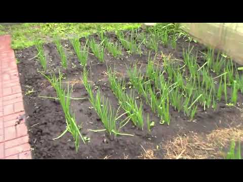 Видео: Теперь у нас есть новая, облагороженная земля на нашем участке. Обзор хозяйства в конце мая.