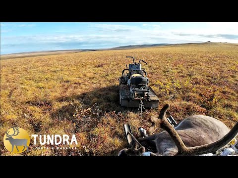Видео: ОХОТА НА ДИКОГО ОЛЕНЯ 2025 часть2 СЕВЕРНАЯ ЯКУТИЯ