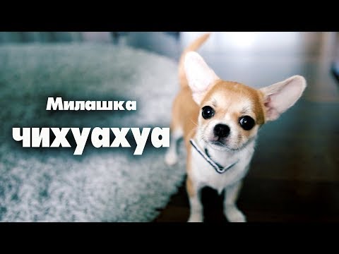 Видео: VLOG:гоняем голубей и лечим аллергию🐶Чихуахуа Лизи