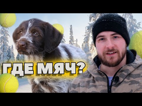 Видео: КАК НАУЧИТЬ СОБАКУ ПРИНОСИТЬ МЯЧ (ХОТЬ ЧТО) ЗА 12 МИНУТ?⚽👢💰 ДРАТХААР ЛИНА