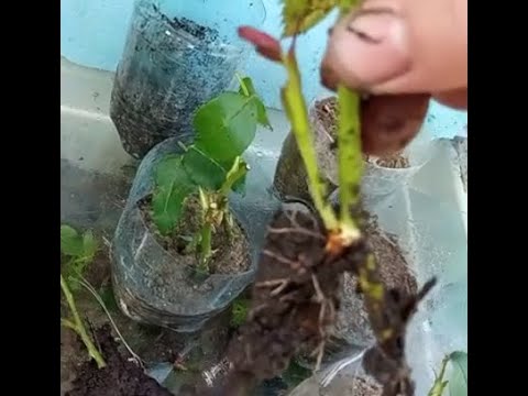 Видео: Результат укорінення живців троянд