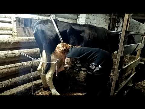 Видео: Ручная дойка коровы, которая не хочет стоять.. Корова псих!