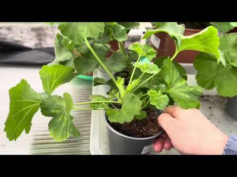 Видео: Как поливаю черенки Пеларгонии побыстрее