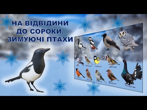 Видео: ПТАХИ. ЗИМУЮЧІ.ОСІЛІ.ЗАНЯТТЯ. ПРИРОДА. ДОВКІЛЛЯ. Дитячий садок.