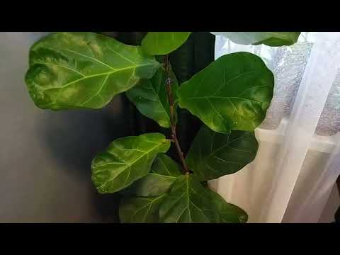 Видео: Как легко размножить Лировидный фикус, мой опыт и результаты укоренения