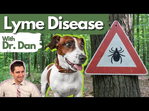 Видео: Болезнь Лайма у собак. Доктор Дэн объясняет, что такое болезнь Лайма.