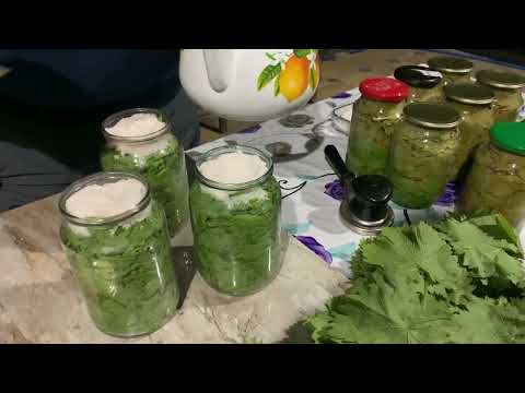 Видео: ЗАГОТОВКА ВИНОГРАДНЫХ ЛИСТЬЕВ НА ДОЛМУ