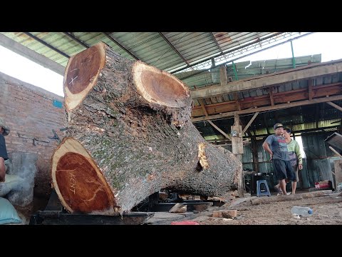 Видео: ГИГАНТСКИЕ ДЕРЕВЯННЫЕ ВЕТКИ ВЫГЛЯДЯТ ЭКЗОТИЧЕСКИ!! УДИВИТЕЛЬНАЯ РУБКА ДРЕВЕСИНЫ НА ЛЕСОПИЛКЕ