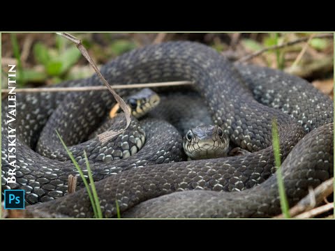 Видео: Макрофотография или как я повстречал змей