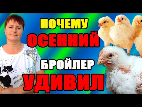 Видео: Почему ОСЕННИЙ БРОЙЛЕР удивил меня.