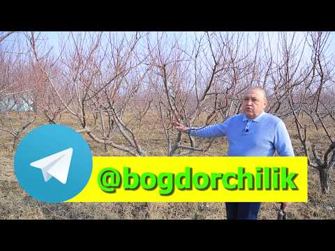 Видео: Шафтолига баҳорги шакл бериш