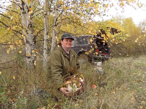 Видео: ГРИБОВ В ОКТЯБРЕ НАВАЛОМ, но и грибников не меньше