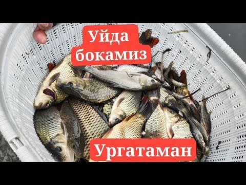 Видео: Балик чавак личека улгуржи оптим сотаман тел +998