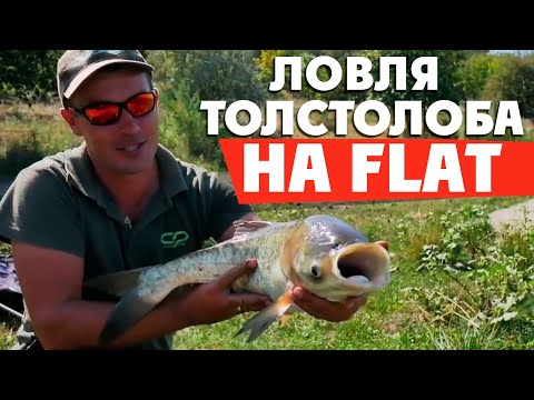 Видео: Ловля толстолоба на FLAT фидер! КАК ЛОВИТЬ ТОЛСТОЛОБА?!