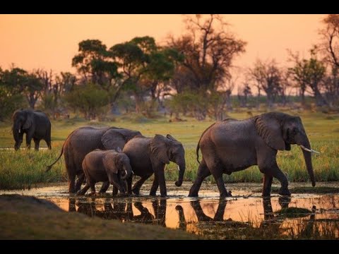 Видео: Жаныбарлар дуйносу Туштук Африканын жапайы табияты 1 болум