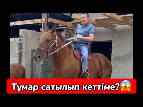 Видео: ТҰМАР қаншаға бағалаған кім біледі? Тұмардың балалары қанша екен🤔